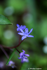 Scilla nivalis