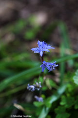 Scilla nivalis