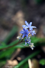 Scilla nivalis