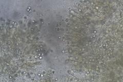 Tricholoma eucalypticum