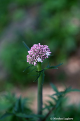 Valeriana italica