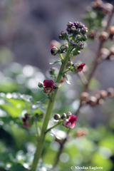 Scrophularia lucida