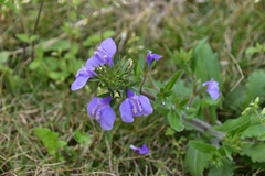 Mazus stachydifolius