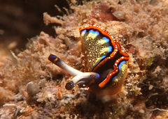 Thuridilla indopacifica