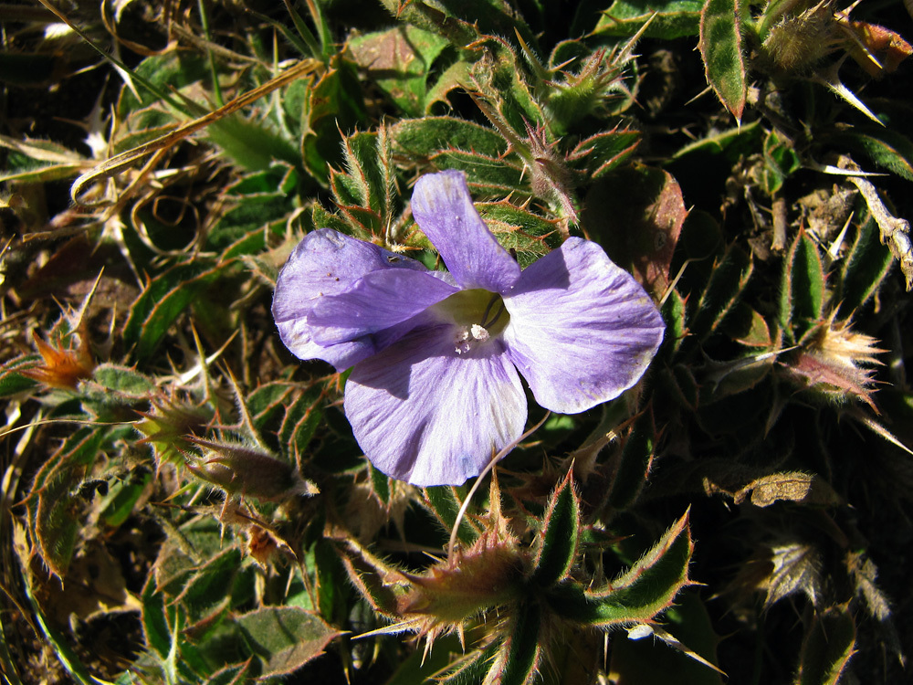 Barleria delamerei