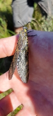 Palpares speciosus
