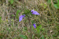 Mazus stachydifolius