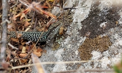 Podarcis siculus caporiaccoi