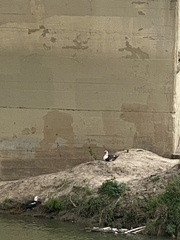 Cairina moschata domestica