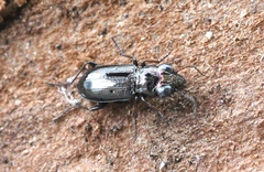 Notiophilus palustris