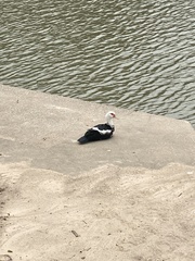 Cairina moschata domestica