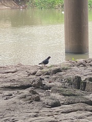 Columba livia domestica