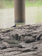 Columba livia domestica