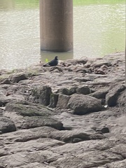 Columba livia domestica