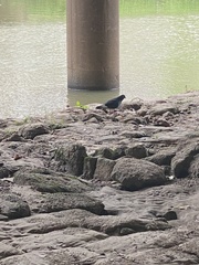 Columba livia domestica