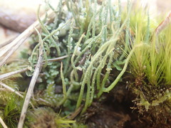 Cladonia tenerrima