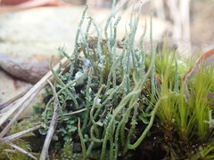 Cladonia tenerrima