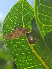 Conogethes haemactalis