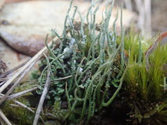 Cladonia tenerrima