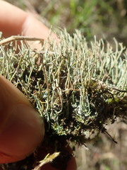 Cladonia tenerrima