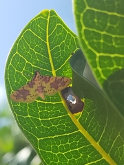 Conogethes haemactalis