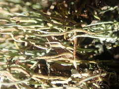 Cladonia tenerrima