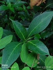 Strobilanthes hamiltoniana