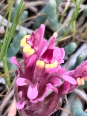 Castilleja ambigua humboldtiensis