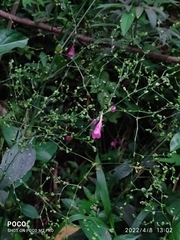 Strobilanthes hamiltoniana
