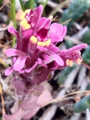 Castilleja ambigua humboldtiensis