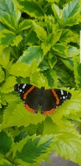 Vanessa atalanta