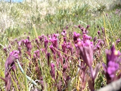 Castilleja ambigua humboldtiensis