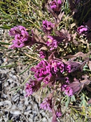 Castilleja ambigua humboldtiensis