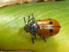 Lachnaia pubescens