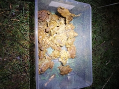 Bufo bufo
