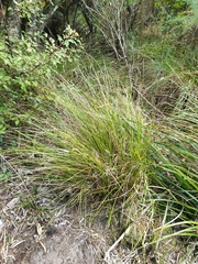 Carex healyi