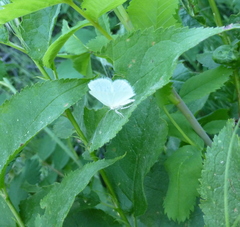 Lomographa vestaliata
