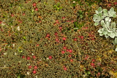 Montitega dealbata