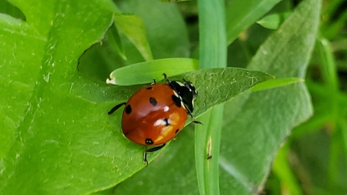 Seven-spotted Lady Beetle photo 6