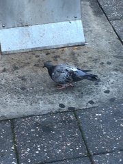 Columba livia domestica