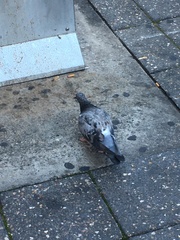 Columba livia domestica