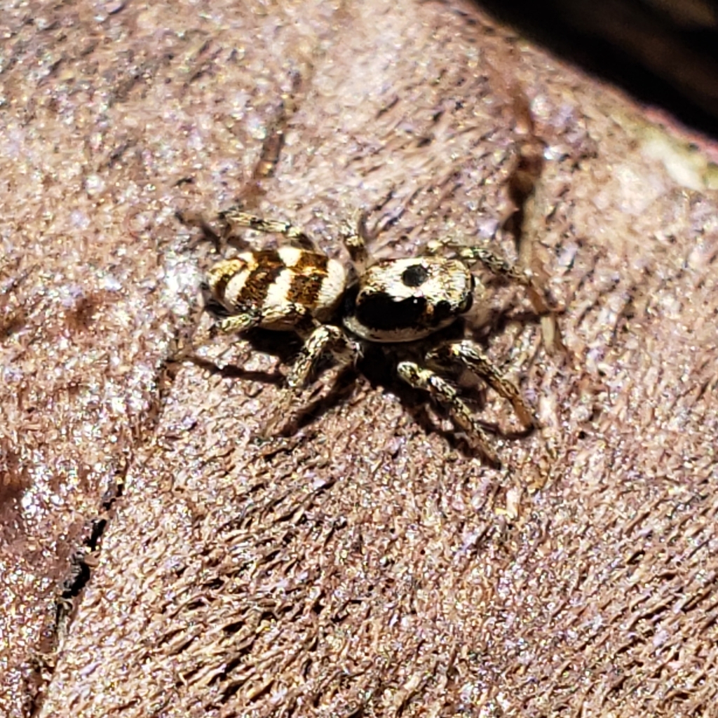 Zebra jumping spider (Salticus scenicus)