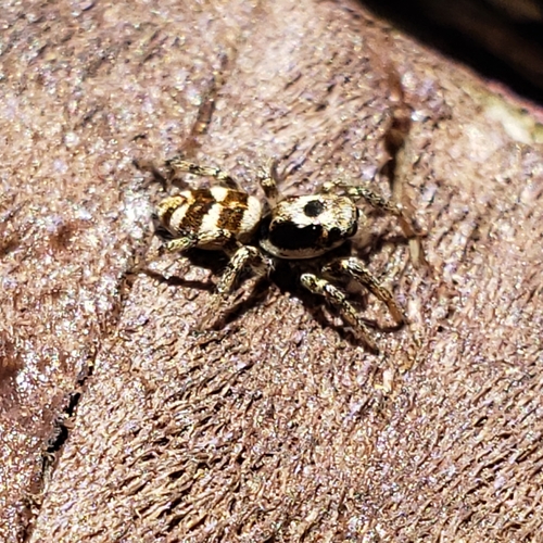 Zebra Jumping Spider photo 5