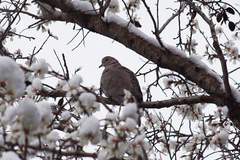Streptopelia decaocto