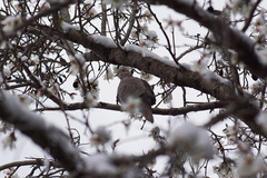 Streptopelia decaocto
