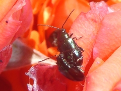 Altica ampelophaga