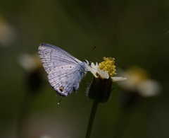 Catochrysops panormus