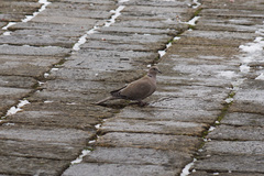 Streptopelia decaocto