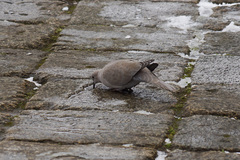 Streptopelia decaocto