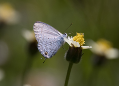 Catochrysops panormus